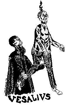 vesalius.gif