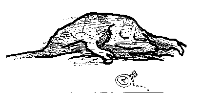 zd4.gif